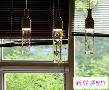 绿萝为什么叫鬼花