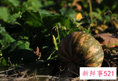 常见蔬菜有多少种