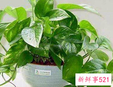 绿萝为什么叫鬼花