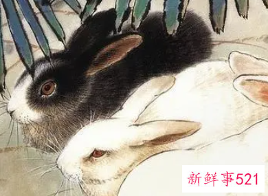 蛇男兔女两生肖合不合