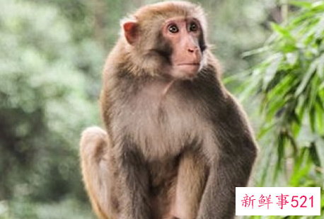 蛇跟猴一起合作生意怎样