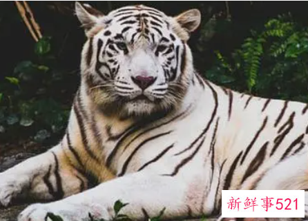 属虎的女人不能娶是因为命硬是吗