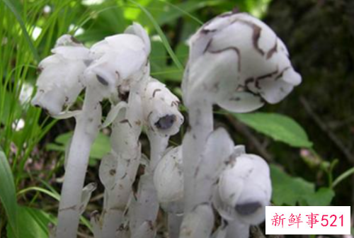 水晶兰的风水学应用