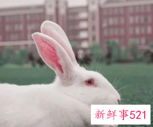 属兔忌讳几月出生农历