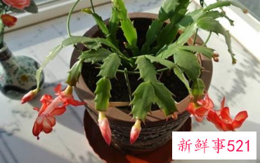 蟹爪兰冬天开花怎么养