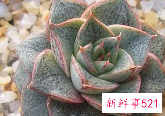 多肉大和锦怎么浇水