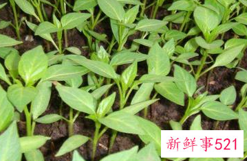 辣椒育苗方法步骤