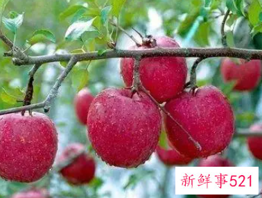 一天一个苹果有什么好处