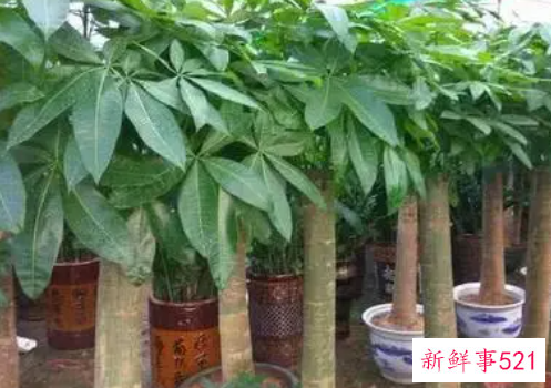 室内养发财树多久浇水一次