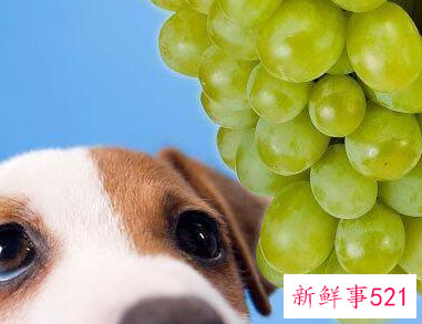 养宠物的注意事项