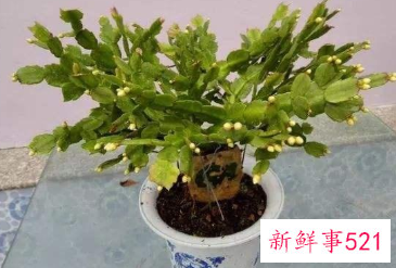 蟹爪兰冬天开花怎么养