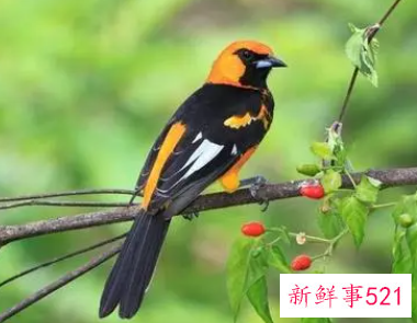 女人为什么不能养鸟