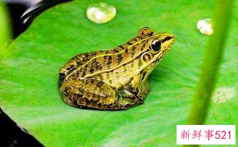 梦见青蛙什么预兆