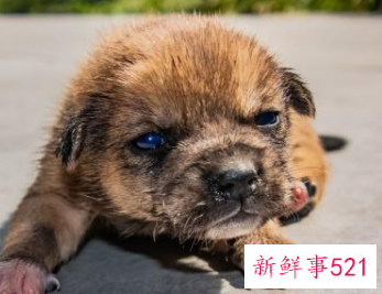 刚满月的小狗能养活吗