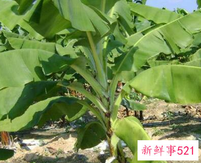 香蕉根有什么功效