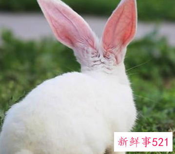 兔子和什么属相最配对