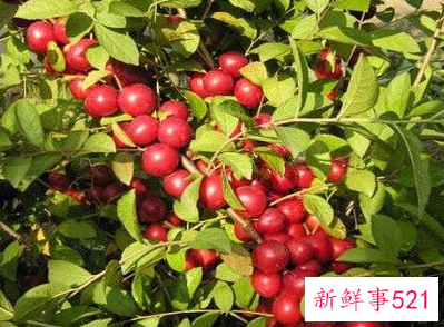 农村致富好项目