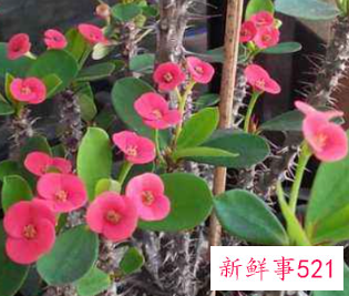 各种属相的幸运花寓意