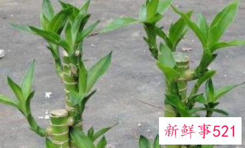 荷花竹水培怎么养