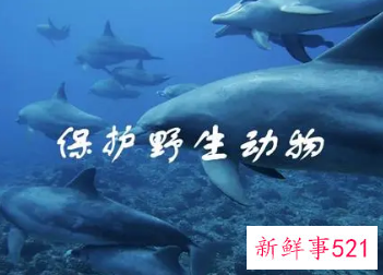 我们能为保护野生动物做些什么