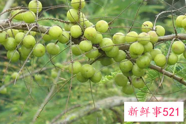 余甘子能不能泡酒