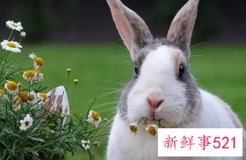 属兔人的弱点是什么