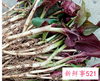 鱼腥草的内容图片