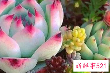 植物多肉的好处