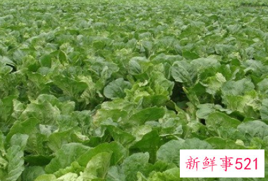7月份可以种包菜吗