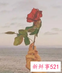 我也会爱上别人的句子