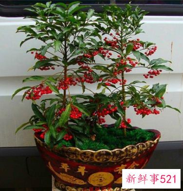 金钱树适合客厅养吗