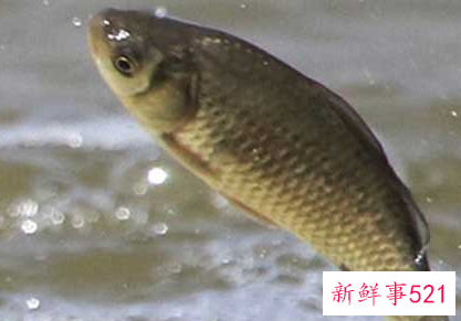 鱼喜欢吃什么味的食物