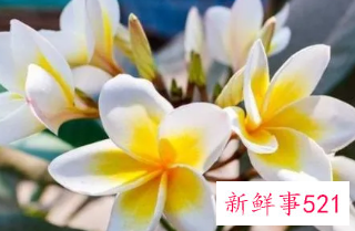 各种属相的幸运花寓意