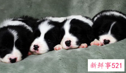 边牧如何识别纯种