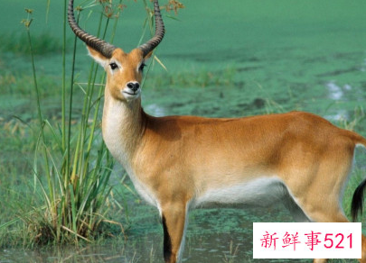 我们能为保护野生动物做些什么