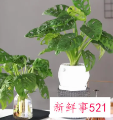 科学养好龟背竹栽培要点