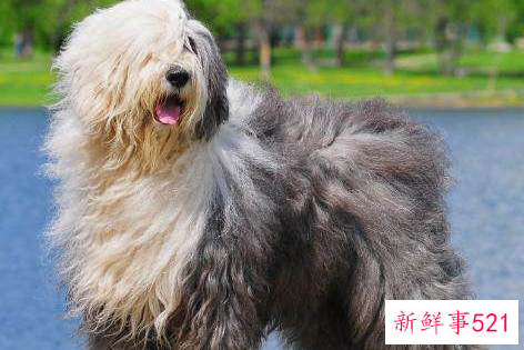 怎么知道古代牧羊犬是否健康