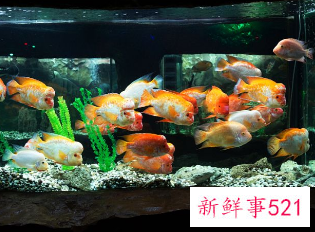 家中养鱼风水好不好