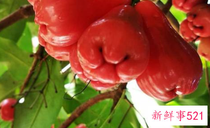 水石榴和莲雾的区别