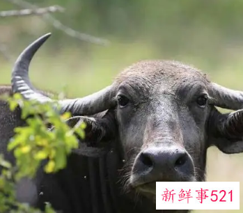 梦见水牛是什么预兆