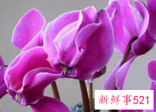 各种属相的幸运花寓意