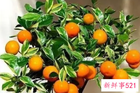 金桔不结果怎么办