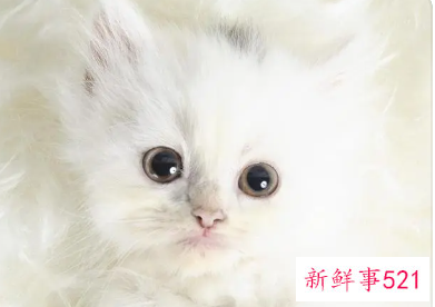 梦见一只生病的白猫