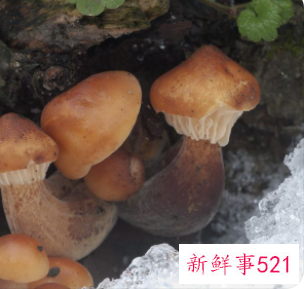 女性吃灵芝孢子粉的七大好处