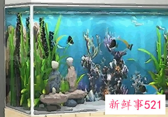 家中养鱼风水好不好