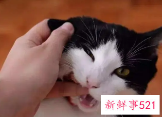 梦见一只小猫咬我什么预兆