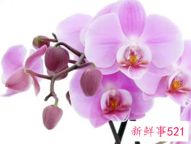 吉祥富贵平安好运的花