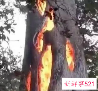 已婚女人梦见大树着火又灭