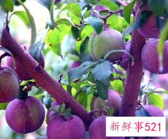 孕妇梦见树上结满了李子