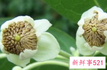 各种属相的幸运花寓意